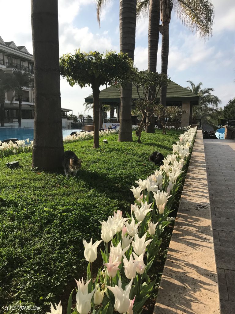 Verfrühter Frühlingsstart Türkei