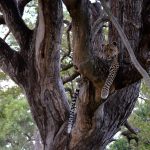 Leopard im Krüger Nationalpark