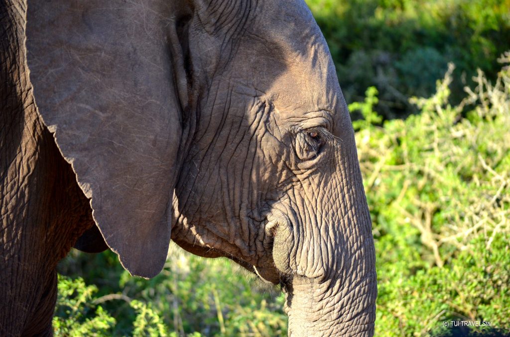 Der Elefant vor der Haustür