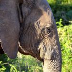 Der Elefant vor der Haustür