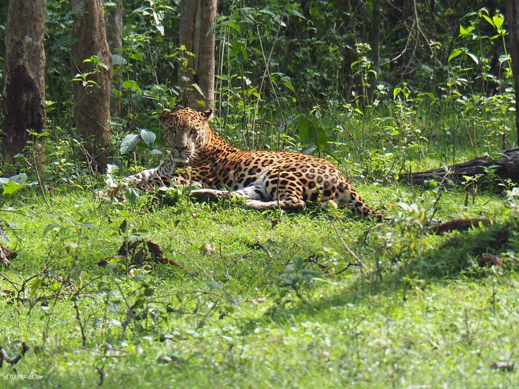 Leopard in Indien