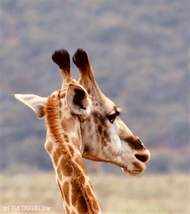 Südafrika Giraffe