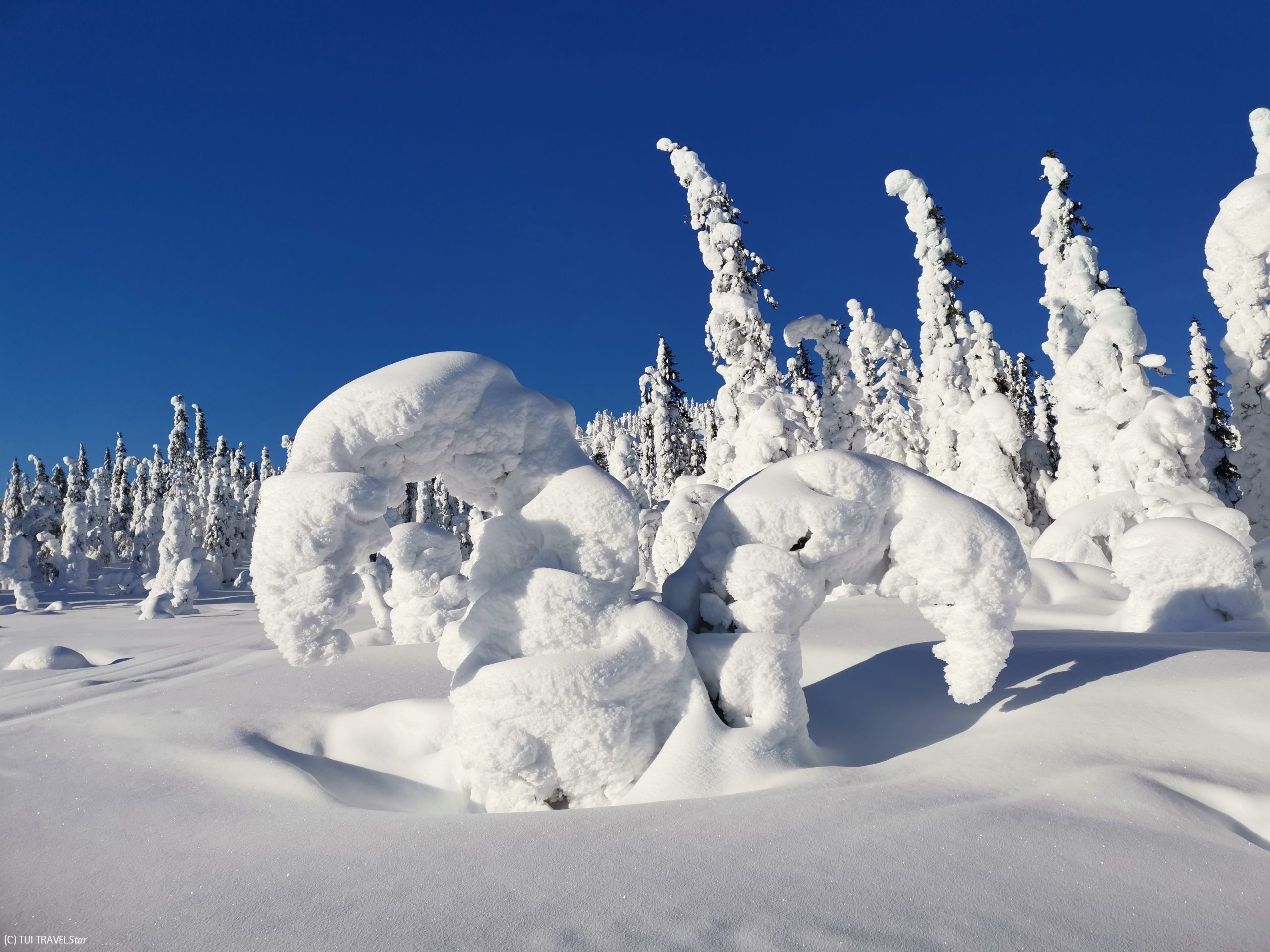 Huskyfarm Wildact Adventure in Lappland, Schweden, Arvidsjaur / Storberg