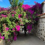 Gran Canaria_Blüte_Gasse