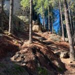 Gran Canaria_Wald_Wandern